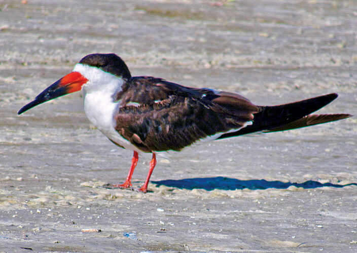Beach bird nesting season underway
